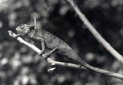 Chameleon by Frederick William Bond